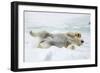 Adult polar bear (Ursus maritimus) stretching on first year sea ice in Olga Strait-Michael Nolan-Framed Photographic Print