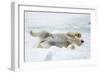 Adult polar bear (Ursus maritimus) stretching on first year sea ice in Olga Strait-Michael Nolan-Framed Photographic Print