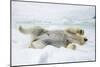 Adult polar bear (Ursus maritimus) stretching on first year sea ice in Olga Strait-Michael Nolan-Mounted Photographic Print