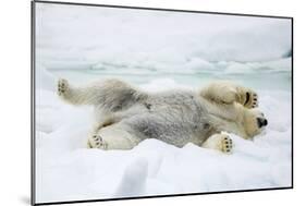 Adult polar bear (Ursus maritimus) stretching on first year sea ice in Olga Strait-Michael Nolan-Mounted Photographic Print