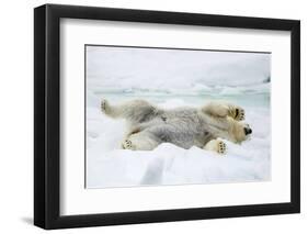 Adult polar bear (Ursus maritimus) stretching on first year sea ice in Olga Strait-Michael Nolan-Framed Photographic Print