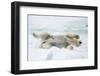 Adult polar bear (Ursus maritimus) stretching on first year sea ice in Olga Strait-Michael Nolan-Framed Photographic Print