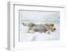 Adult polar bear (Ursus maritimus) stretching on first year sea ice in Olga Strait-Michael Nolan-Framed Photographic Print