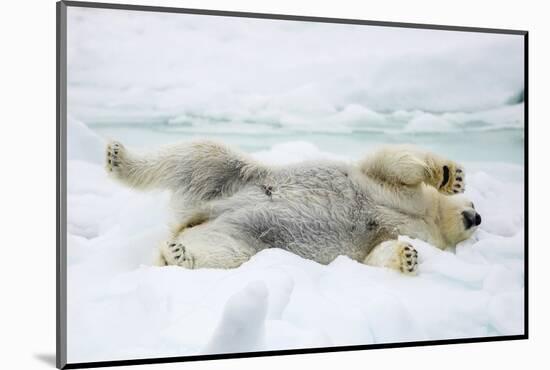 Adult polar bear (Ursus maritimus) stretching on first year sea ice in Olga Strait-Michael Nolan-Mounted Photographic Print