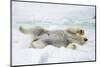 Adult polar bear (Ursus maritimus) stretching on first year sea ice in Olga Strait-Michael Nolan-Mounted Photographic Print