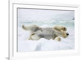 Adult polar bear (Ursus maritimus) stretching on first year sea ice in Olga Strait-Michael Nolan-Framed Photographic Print