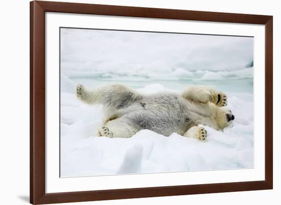 Adult polar bear (Ursus maritimus) stretching on first year sea ice in Olga Strait-Michael Nolan-Framed Photographic Print