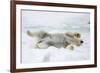 Adult polar bear (Ursus maritimus) stretching on first year sea ice in Olga Strait-Michael Nolan-Framed Photographic Print