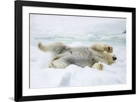 Adult polar bear (Ursus maritimus) stretching on first year sea ice in Olga Strait-Michael Nolan-Framed Photographic Print