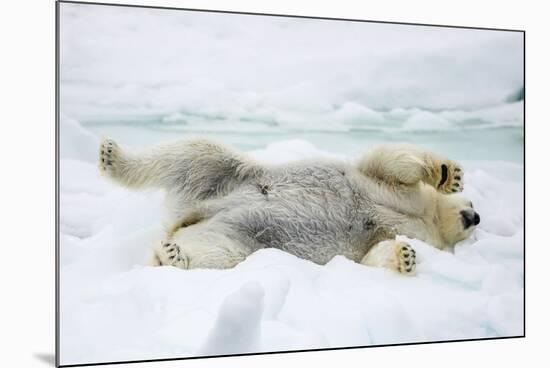 Adult polar bear (Ursus maritimus) stretching on first year sea ice in Olga Strait-Michael Nolan-Mounted Photographic Print