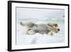 Adult polar bear (Ursus maritimus) stretching on first year sea ice in Olga Strait-Michael Nolan-Framed Photographic Print