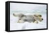 Adult polar bear (Ursus maritimus) stretching on first year sea ice in Olga Strait-Michael Nolan-Framed Stretched Canvas