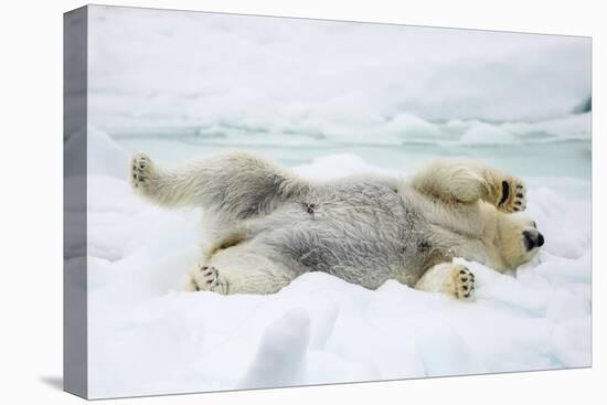 Adult polar bear (Ursus maritimus) stretching on first year sea ice in Olga Strait-Michael Nolan-Stretched Canvas