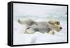 Adult polar bear (Ursus maritimus) stretching on first year sea ice in Olga Strait-Michael Nolan-Framed Stretched Canvas