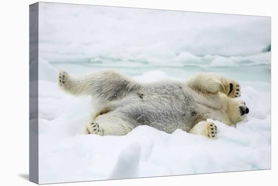 Adult polar bear (Ursus maritimus) stretching on first year sea ice in Olga Strait-Michael Nolan-Stretched Canvas