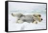 Adult polar bear (Ursus maritimus) stretching on first year sea ice in Olga Strait-Michael Nolan-Framed Stretched Canvas