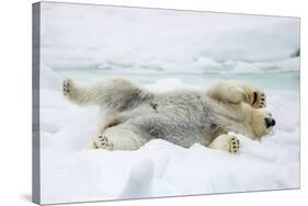 Adult polar bear (Ursus maritimus) stretching on first year sea ice in Olga Strait-Michael Nolan-Stretched Canvas