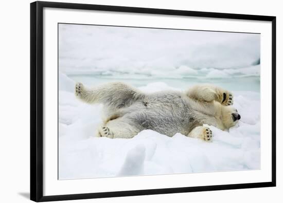 Adult polar bear (Ursus maritimus) stretching on first year sea ice in Olga Strait-Michael Nolan-Framed Photographic Print