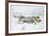 Adult polar bear (Ursus maritimus) stretching on first year sea ice in Olga Strait-Michael Nolan-Framed Photographic Print