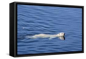 Adult Polar Bear (Ursus Maritimus) Swimming in Open Water-Michael-Framed Stretched Canvas