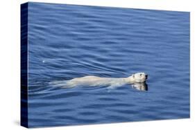 Adult Polar Bear (Ursus Maritimus) Swimming in Open Water-Michael-Stretched Canvas