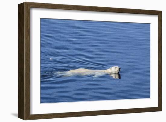 Adult Polar Bear (Ursus Maritimus) Swimming in Open Water-Michael-Framed Photographic Print