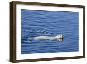 Adult Polar Bear (Ursus Maritimus) Swimming in Open Water-Michael-Framed Photographic Print