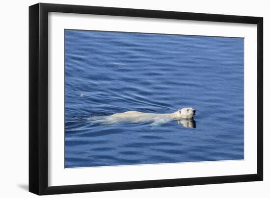 Adult Polar Bear (Ursus Maritimus) Swimming in Open Water-Michael-Framed Photographic Print