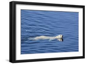 Adult Polar Bear (Ursus Maritimus) Swimming in Open Water-Michael-Framed Photographic Print