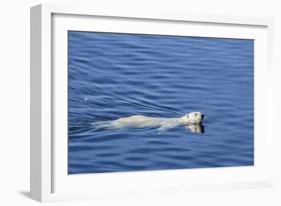 Adult Polar Bear (Ursus Maritimus) Swimming in Open Water-Michael-Framed Photographic Print