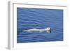 Adult Polar Bear (Ursus Maritimus) Swimming in Open Water-Michael-Framed Photographic Print
