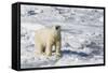 Adult Polar Bear (Ursus Maritimus)-Michael Nolan-Framed Stretched Canvas