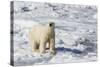 Adult Polar Bear (Ursus Maritimus)-Michael Nolan-Stretched Canvas