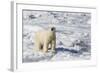 Adult Polar Bear (Ursus Maritimus)-Michael Nolan-Framed Photographic Print