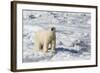 Adult Polar Bear (Ursus Maritimus)-Michael Nolan-Framed Photographic Print