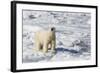 Adult Polar Bear (Ursus Maritimus)-Michael Nolan-Framed Photographic Print