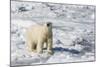 Adult Polar Bear (Ursus Maritimus)-Michael Nolan-Mounted Photographic Print