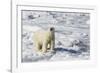 Adult Polar Bear (Ursus Maritimus)-Michael Nolan-Framed Photographic Print