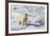 Adult Polar Bear (Ursus Maritimus)-Michael Nolan-Framed Photographic Print