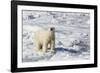 Adult Polar Bear (Ursus Maritimus)-Michael Nolan-Framed Photographic Print