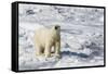 Adult Polar Bear (Ursus Maritimus)-Michael Nolan-Framed Stretched Canvas