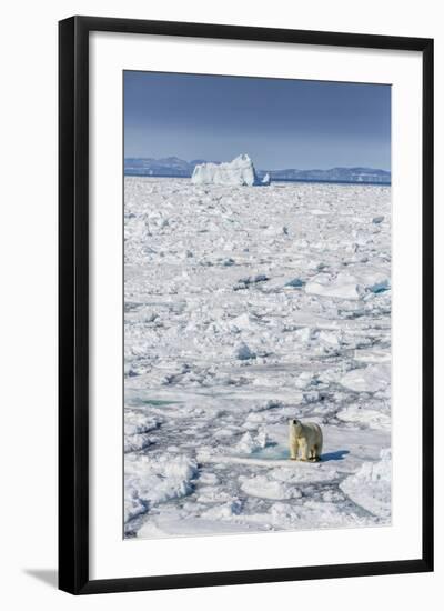 Adult Polar Bear (Ursus Maritimus)-Michael Nolan-Framed Photographic Print