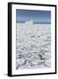 Adult Polar Bear (Ursus Maritimus)-Michael Nolan-Framed Photographic Print