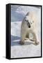 Adult Polar Bear (Ursus Maritimus)-Michael Nolan-Framed Stretched Canvas