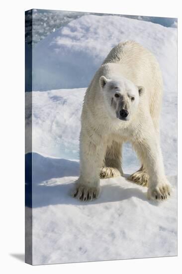 Adult Polar Bear (Ursus Maritimus)-Michael Nolan-Stretched Canvas