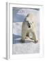 Adult Polar Bear (Ursus Maritimus)-Michael Nolan-Framed Photographic Print