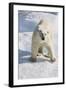 Adult Polar Bear (Ursus Maritimus)-Michael Nolan-Framed Photographic Print