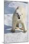 Adult Polar Bear (Ursus Maritimus)-Michael Nolan-Mounted Photographic Print