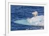 Adult Polar Bear (Ursus Maritimus)-Michael Nolan-Framed Photographic Print