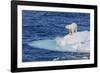 Adult Polar Bear (Ursus Maritimus)-Michael Nolan-Framed Photographic Print